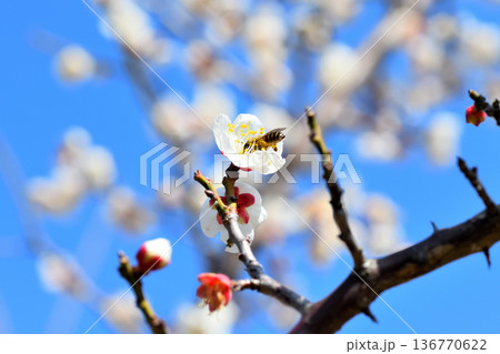 梅の花に集まるミツバチ 136770622