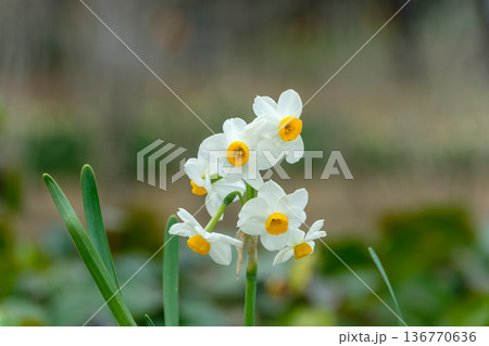 春の訪れを告げる白と黄色の爽やかな水仙 春の訪れを告げる白と黄色の爽やかな水仙 136770636