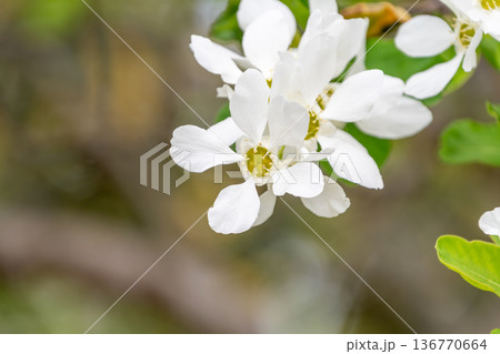 清楚な白の花を咲かせるリキュウバイの枝 清楚な白の花を咲かせるリキュウバイの枝 136770664