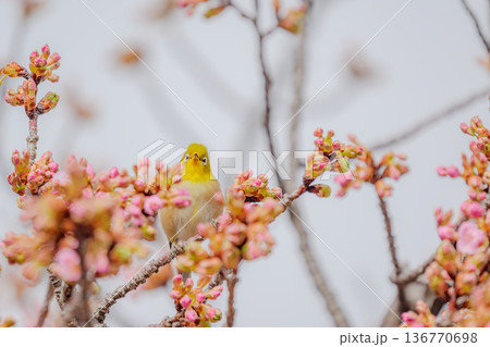 河津桜のつぼみを眺めるメジロ 136770698