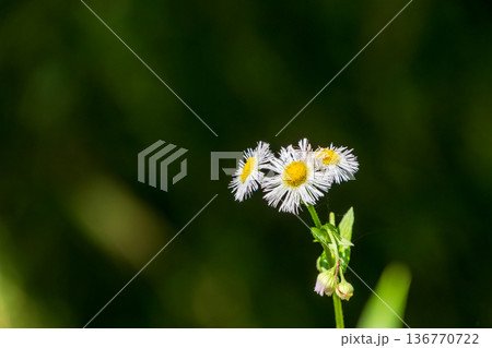 背景の深い緑に白く清楚なハルジオンの花が映える自然風景 136770722