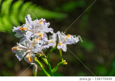 木漏れ日に照らされるシャガの花と幻想的な光のコントラスト 136770840
