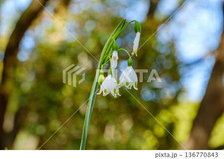 春の訪れを告げるスノーフレークの可憐なベル型の花 春の訪れを告げるスノーフレークの可憐なベル型の花 136770843