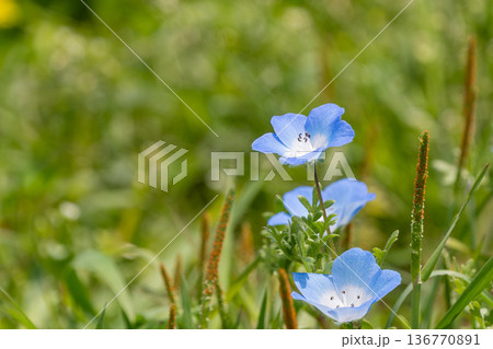 可憐に咲く青いネモフィラの花と柔らかな光 可憐に咲く青いネモフィラの花と柔らかな光 136770891