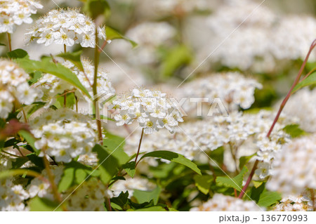 初夏の陽光に輝く真っ白なコデマリの花 136770993