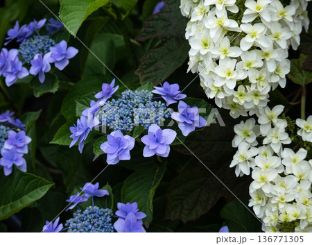 アジサイの花 136771305