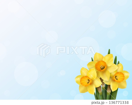 ラッパスイセンの背景 136771338