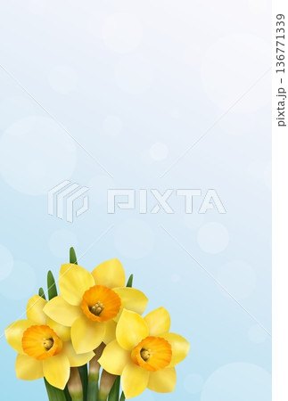 ラッパスイセンの背景〈ハガキ〉 136771339