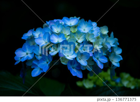アジサイの花 アジサイの花 136771375