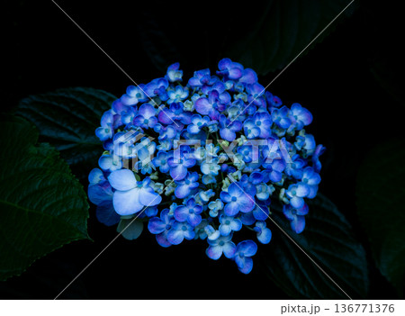 アジサイの花 アジサイの花 136771376