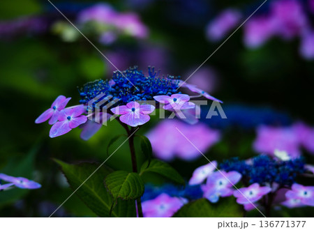 アジサイの花 アジサイの花 136771377