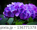 アジサイの花 136771378