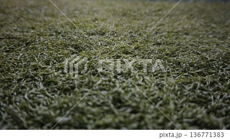 green grass with water dew green grass with water dew 136771383