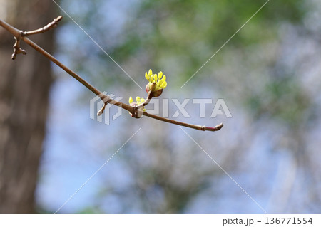 早春の花 ミズキ科サンシュユの黄色い花 早春の花 ミズキ科サンシュユの黄色い花 136771554