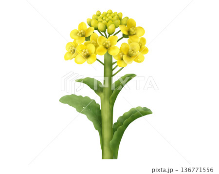 菜の花 菜の花 136771556