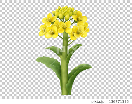 Rape blossoms 136771556