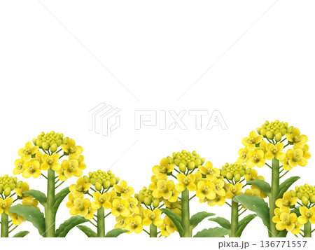 菜の花の背景　A 136771557