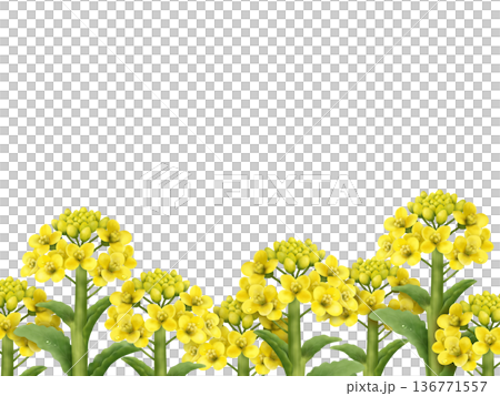 菜の花の背景　A 136771557