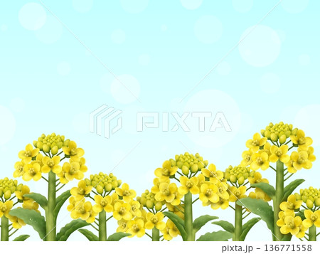 菜の花の背景 B 菜の花の背景 B 136771558