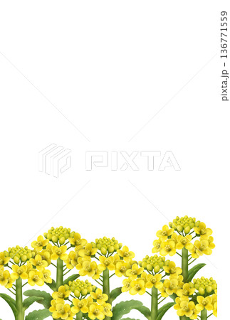 菜の花の背景〈ハガキ〉 a 菜の花の背景〈ハガキ〉 a 136771559