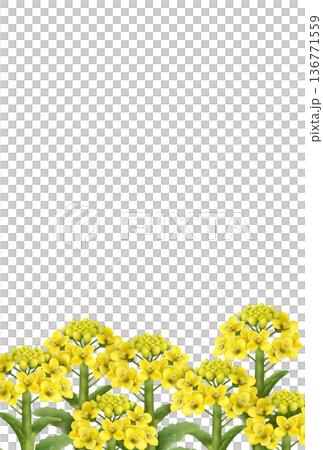 菜の花の背景〈ハガキ〉 a 菜の花の背景〈ハガキ〉 a 136771559