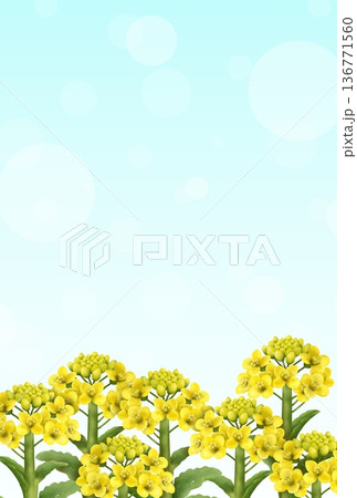 菜の花の背景〈ハガキ〉　b 136771560
