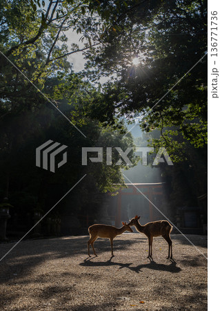 太陽に照らされる鳥居と鹿 太陽に照らされる鳥居と鹿 136771736