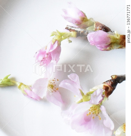 啓翁桜と梅の花のクローズアップ 白バック 啓翁桜と梅の花のクローズアップ 白バック 136771771