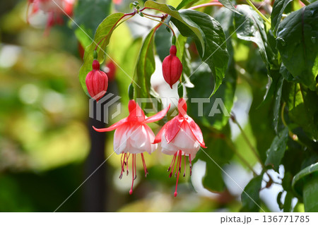 フクシア「ハンナ・レッド・ウィズ・ホワイト」 　Fuchsia 'Hanna red with wh 136771785