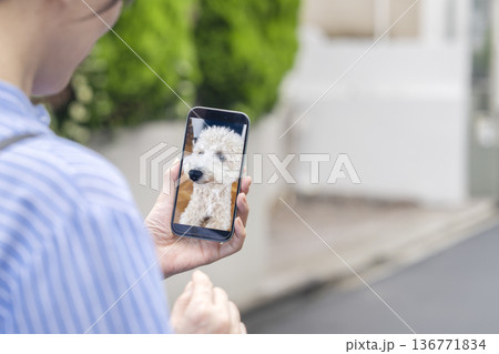スマホで留守番中の愛犬の様子を確認する女性　ペットカメラ イメージ 136771834