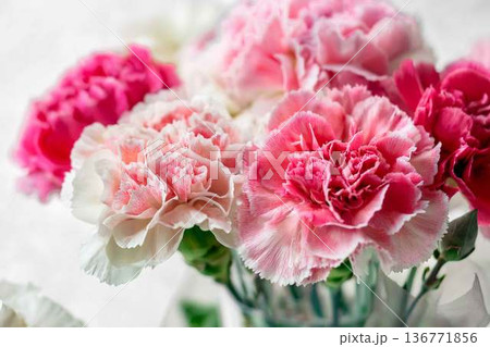 ピンクや白地にピンクの縁取りが美しいカーネーションのクローズアップ。ふんわりとした明るい背景の華やか 136771856