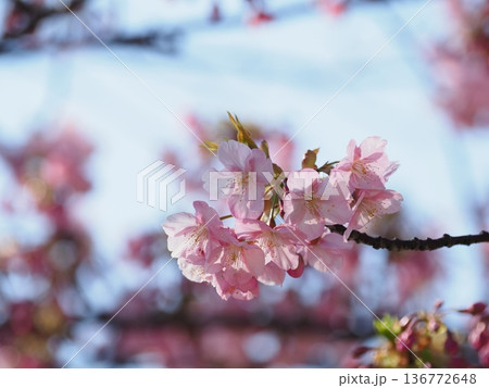 河津桜咲く 河津桜咲く 136772648