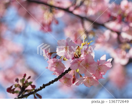 河津桜のある風景 河津桜のある風景 136772649