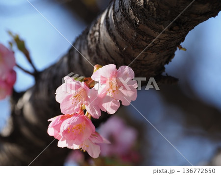 幹から咲いた桜の花 幹から咲いた桜の花 136772650