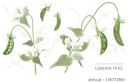 実ったグリーンピースの植物画セット 136772863