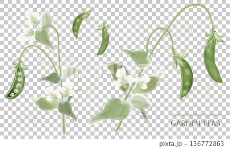 実ったグリーンピースの植物画セット 136772863
