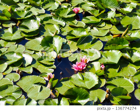 一面の蓮の葉とピンクの水連の花 一面の蓮の葉とピンクの水連の花 136774274