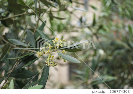 白い花が咲いたオリーブとコピースペース／埼玉県・5月 136774308