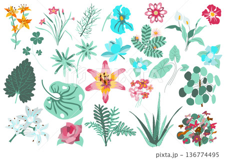 Flower and plants isolated set. Lilies, green leaves, aloe, blooming wildflowers. Flowering garden and wild foliage botanical decor. Bundle of floral elements. Vector illustration in hand drawn design Flower and plants isolated set. Lilies, green leaves, aloe, blooming wildflowers. Flowering garden and wild foliage botanical decor. Bundle of floral elements. Vector illustration in hand drawn design 136774495