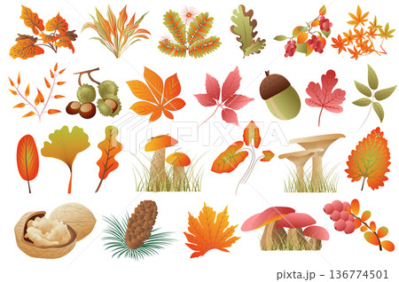 Autumn leaves and plants isolated set. Fallen leaves of different colors, acorn, chestnuts, walnuts, mushrooms, fir cones, rowan. Bundle of floral elements. Vector illustration in hand drawn design Autumn leaves and plants isolated set. Fallen leaves of different colors, acorn, chestnuts, walnuts, mushrooms, fir cones, rowan. Bundle of floral elements. Vector illustration in hand drawn design 136774501