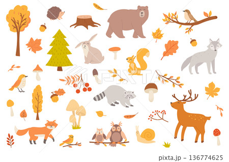 Autumn forest with animal isolated objects set. Collection of fall trees and leaves, mushrooms, bear, wolf, squirrel, raccoon, deer, owl, fox. Vector illustration of design elements in flat cartoon Autumn forest with animal isolated objects set. Collection of fall trees and leaves, mushrooms, bear, wolf, squirrel, raccoon, deer, owl, fox. Vector illustration of design elements in flat cartoon 136774625