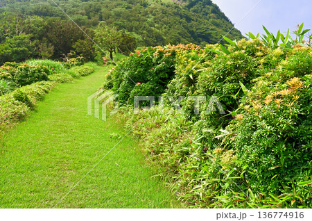 伊豆半島の伊豆山稜線歩道 小達磨山のアセビの彩りの中を歩く縦走路 伊豆半島の伊豆山稜線歩道 小達磨山のアセビの彩りの中を歩く縦走路 136774916