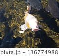 池で泳ぐ錦鯉 136774988