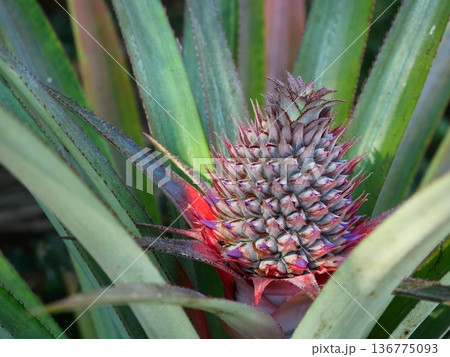 Pineapple blossom with green leaves in background, The purple petals of the flower spring on the fruit 136775093