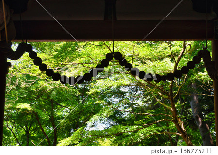 本土寺　仁王門と美しい青モミジ　（千葉県松戸市） 136775211