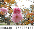 八重桜 136776155