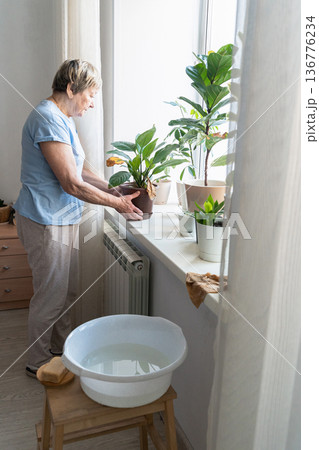 Senior woman doing household chores at home, wiping dust from window sill and taking care of houseplants, authentic moment Senior woman doing household chores at home, wiping dust from window sill and taking care of houseplants, authentic moment 136776234