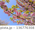 八重桜（関山） 136776308