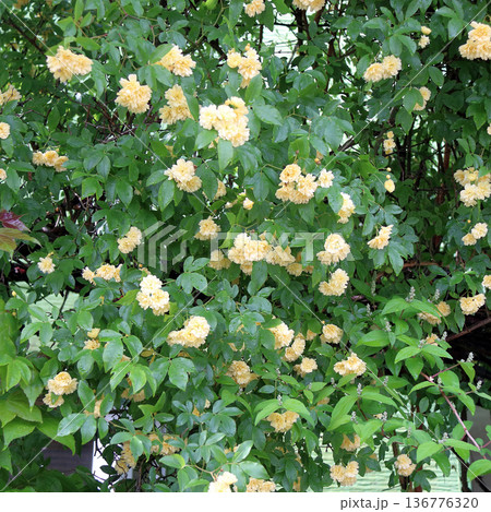 モッコウバラ 黄 モッコウバラ 黄 136776320