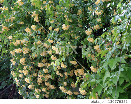 モッコウバラ 黄 136776321